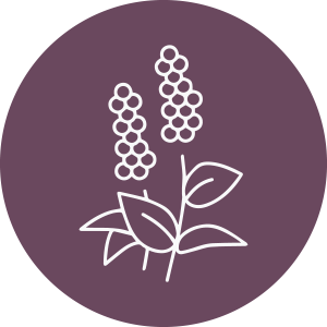 Patchouli Essential Oil