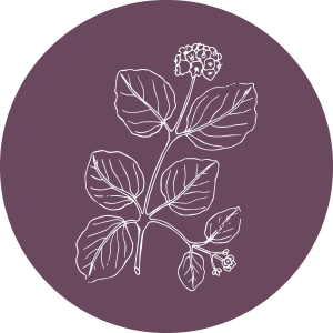 Punarnava (Trianthema Portulacastrum)