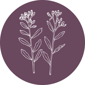 Rasna (Pluchea lanceolata)