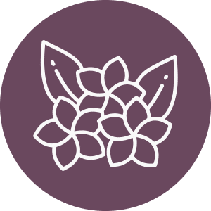 Hibiscus Essential Oil 